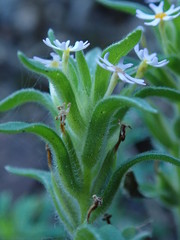 Zaluzianskya gracilis
