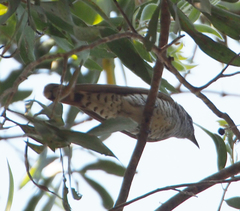 Chrysococcyx minutillus