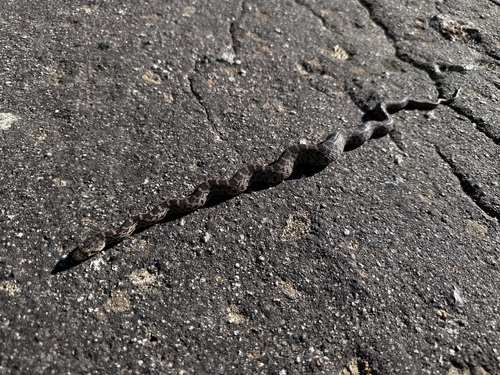 iNaturalist observation photo of Pacific Gopher Snake
