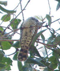 Chrysococcyx minutillus