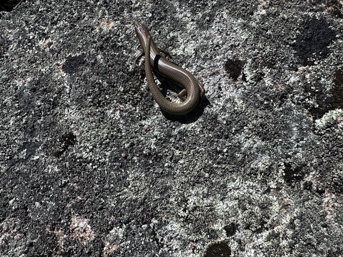 iNaturalist observation photo of Greater Brown Skink