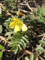 Tribulus eichlerianus
