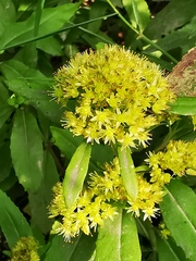 Hylotelephium verticillatum