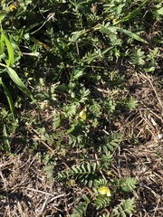 Tribulus eichlerianus