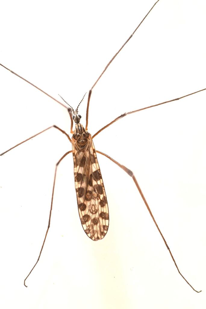 Dactylolabis postiana