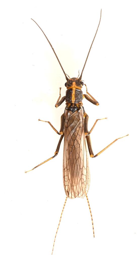 American Springfly