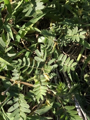 Tribulus eichlerianus