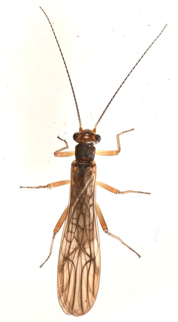 Hooked Forestfly