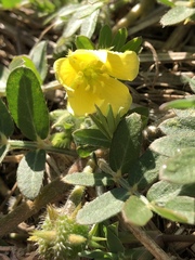Tribulus eichlerianus