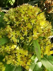 Hylotelephium verticillatum