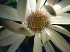 Gerbera tomentosa