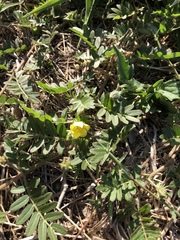 Tribulus eichlerianus