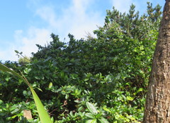 Metrosideros excelsa