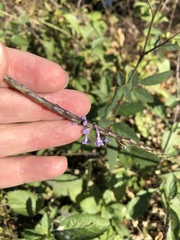 Stachytarpheta jamaicensis