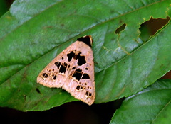 Anoba pectinata