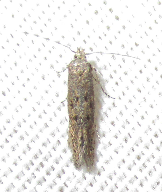 Aphanostola