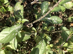 Stachytarpheta jamaicensis