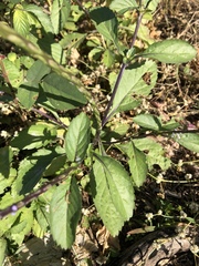 Stachytarpheta jamaicensis