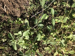 Stachytarpheta jamaicensis