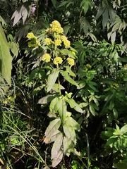 Hylotelephium verticillatum