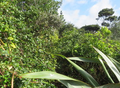 Metrosideros excelsa