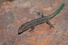 Martinez-Rica's Rock Lizard photo 3