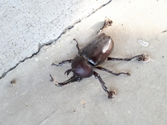 Trypoxylus dichotomus