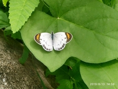 Colotis aurora