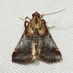 Cacozelia basiochrealis