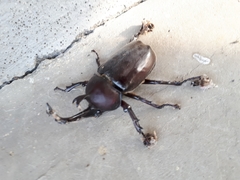 Trypoxylus dichotomus