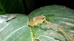 Kurixalus bisacculus