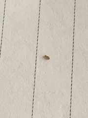 Arthropoda