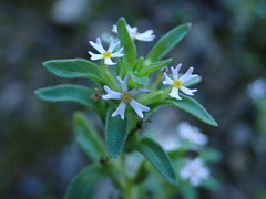 Zaluzianskya gracilis