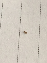 Arthropoda