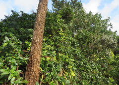 Metrosideros excelsa