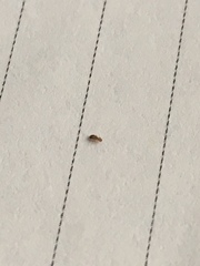 Arthropoda