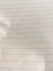 Arthropoda