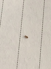 Arthropoda