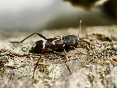 Pseudosphegesthes brunnescens