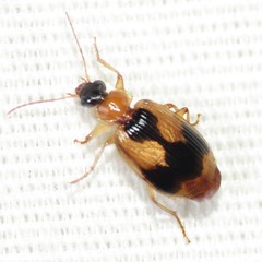 Lebia variegata