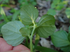 Leidesia procumbens