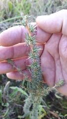 Aspalathus acanthophylla