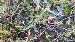 Lampranthus filicaulis