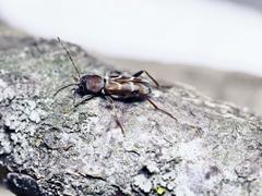 Pseudosphegesthes brunnescens