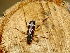 Pseudosphegesthes brunnescens