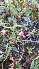 Lampranthus filicaulis