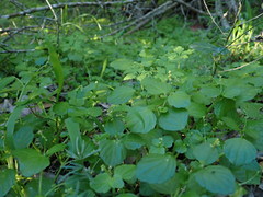 Leidesia procumbens