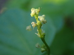 Leidesia procumbens