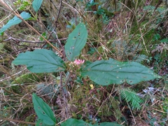 Viburnum urceolatum