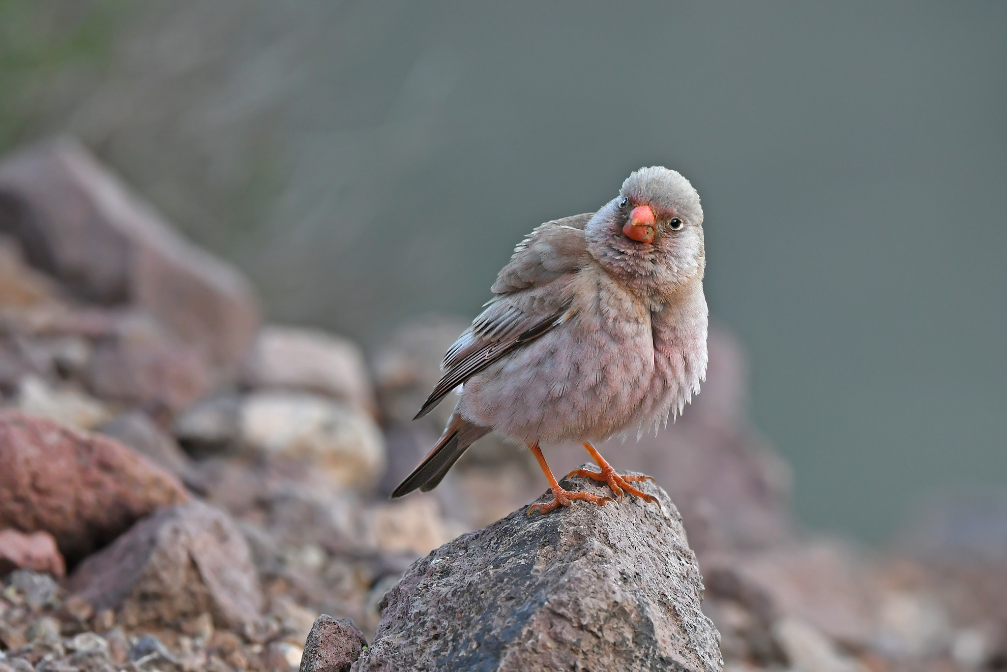 Trumpeter Finch (Bucanetes githagineus)